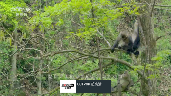 我的电视TV版