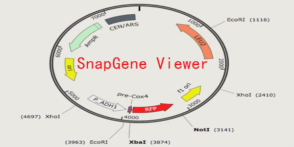 SnapGene免费版