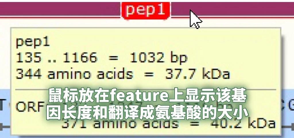 SnapGene免费版
