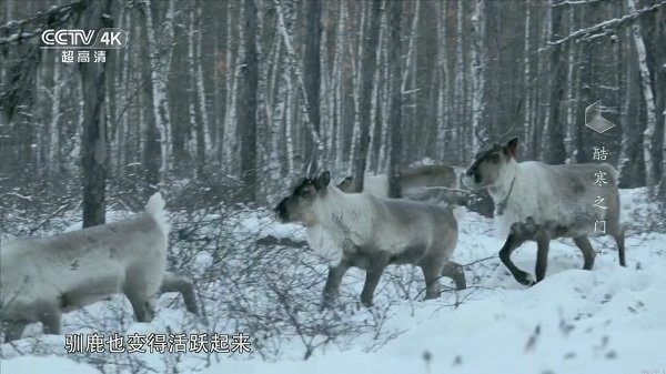我的电视TV版