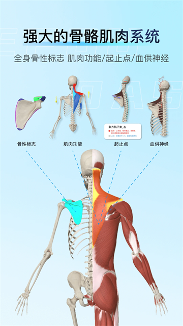 解剖大师app