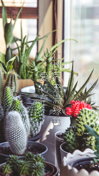爱花草(植物养护)